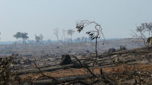 Cambodge ONG Menace de dénoncer 100 personnes de Haut Placées pour l’exploitation forestière illégale